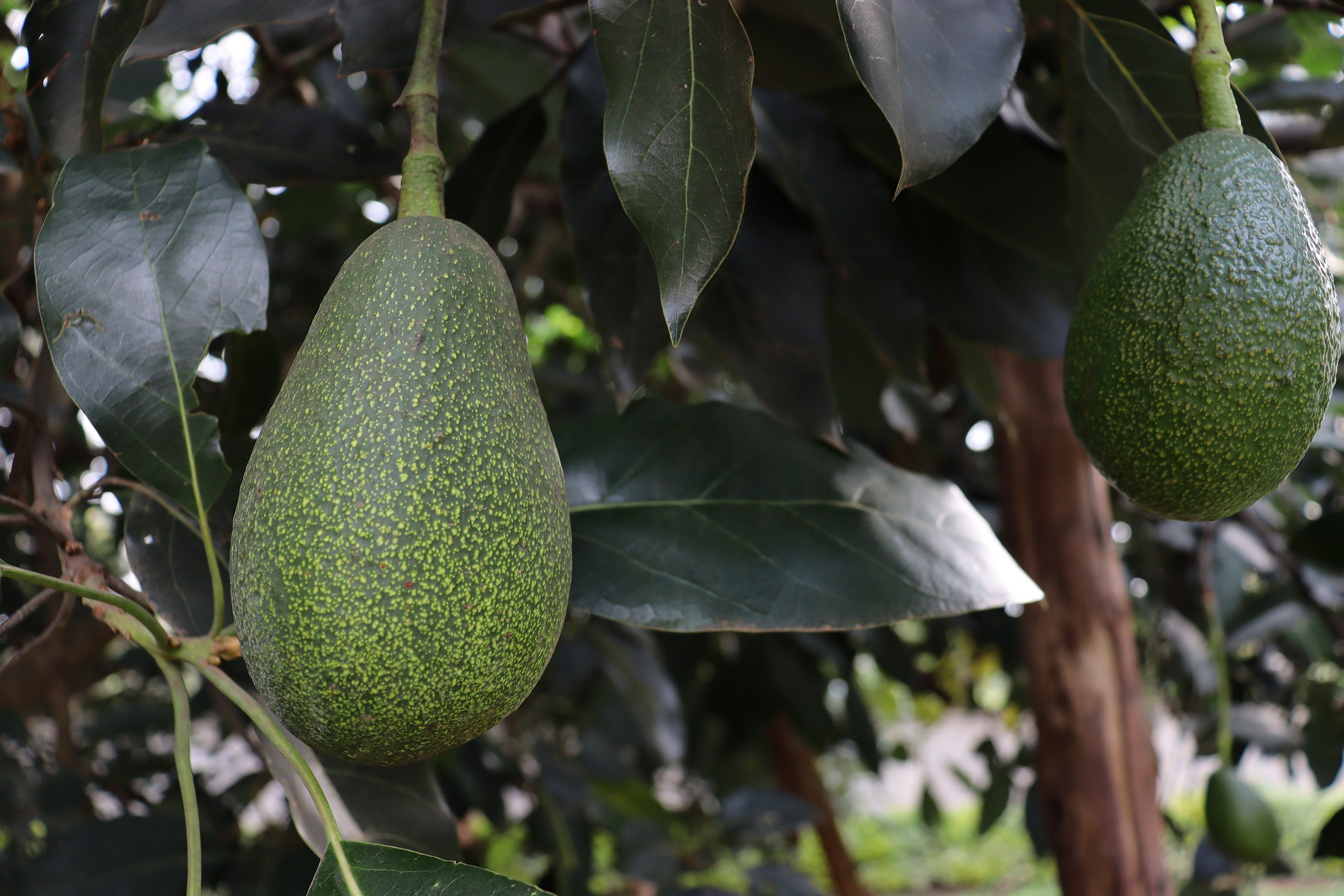 Avocados hängen an einem Baum.