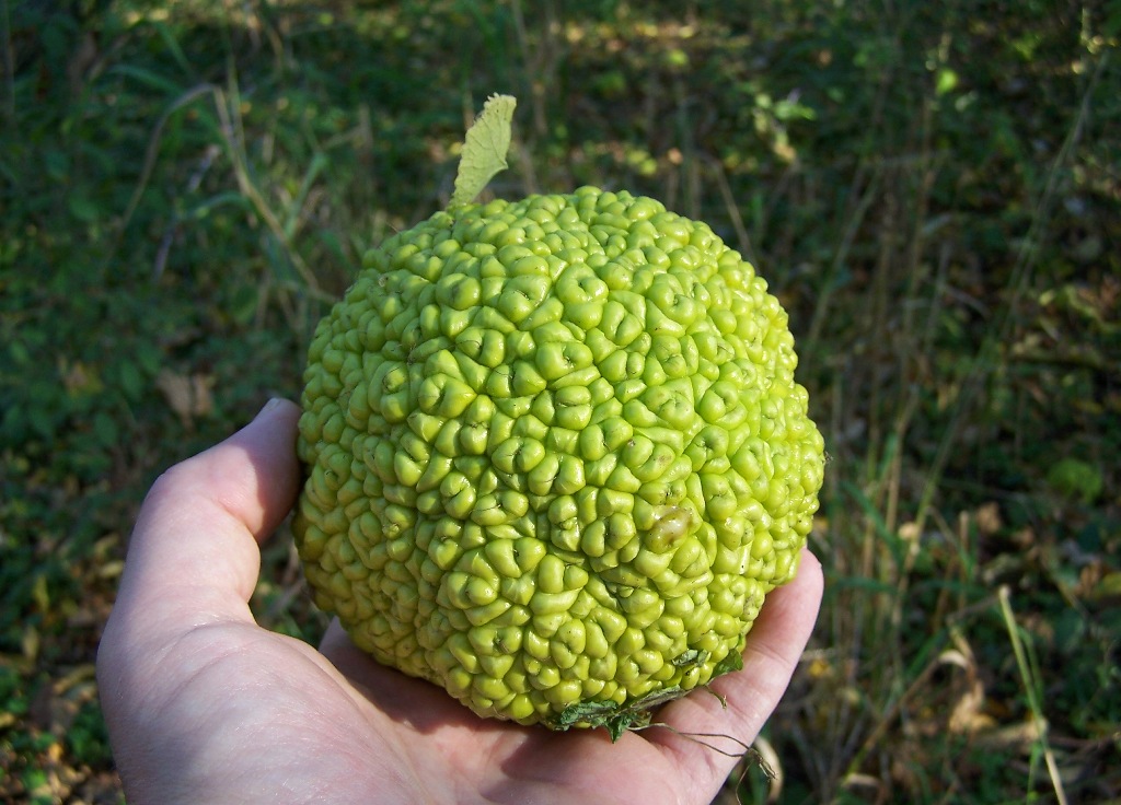 Jemand hat eine große grüne Frucht des Osagedorns in der Hand