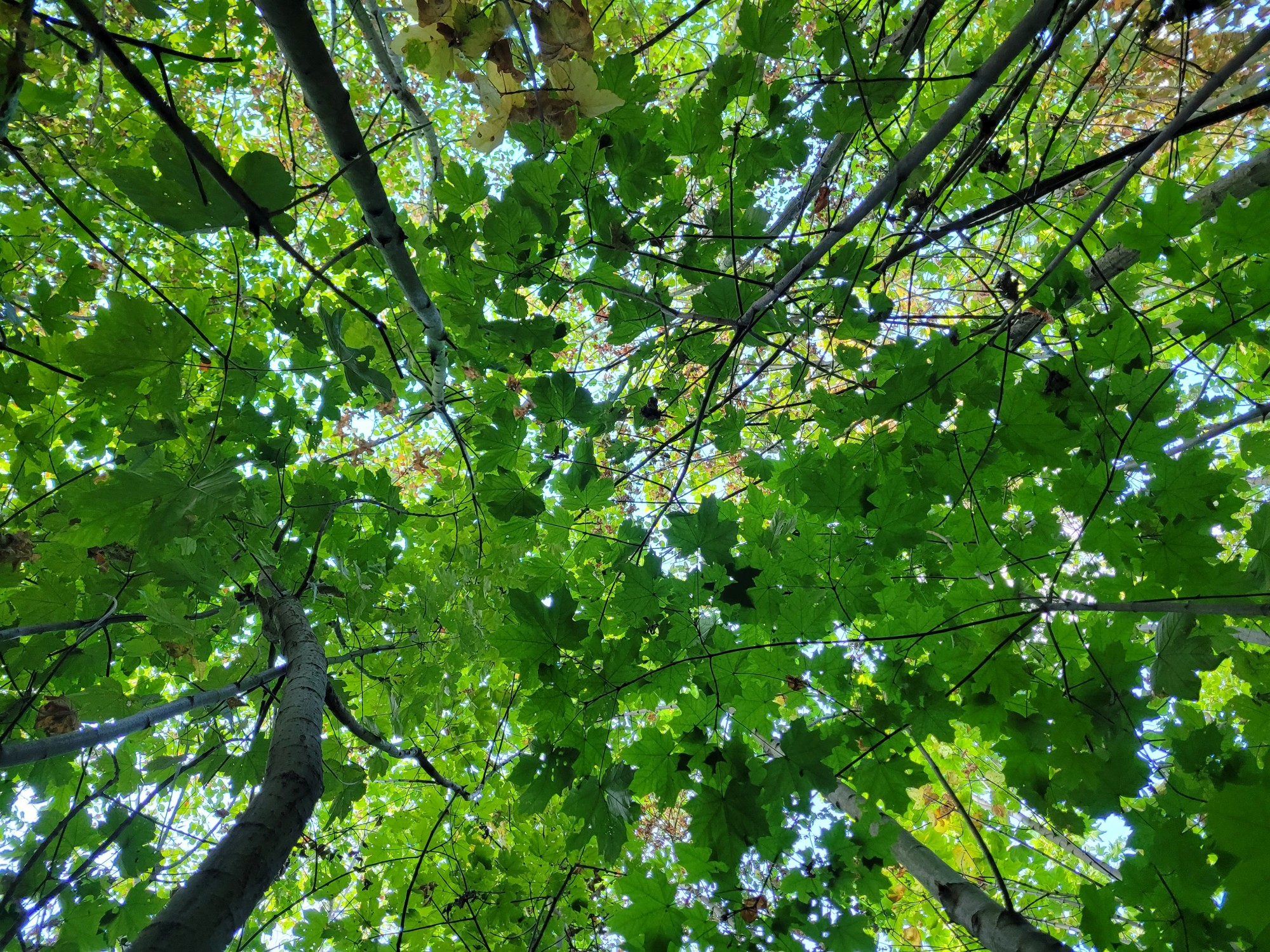 niedriges Blätterdach aus Bergahorn-Blättern, (c) Andrea Kamphuis