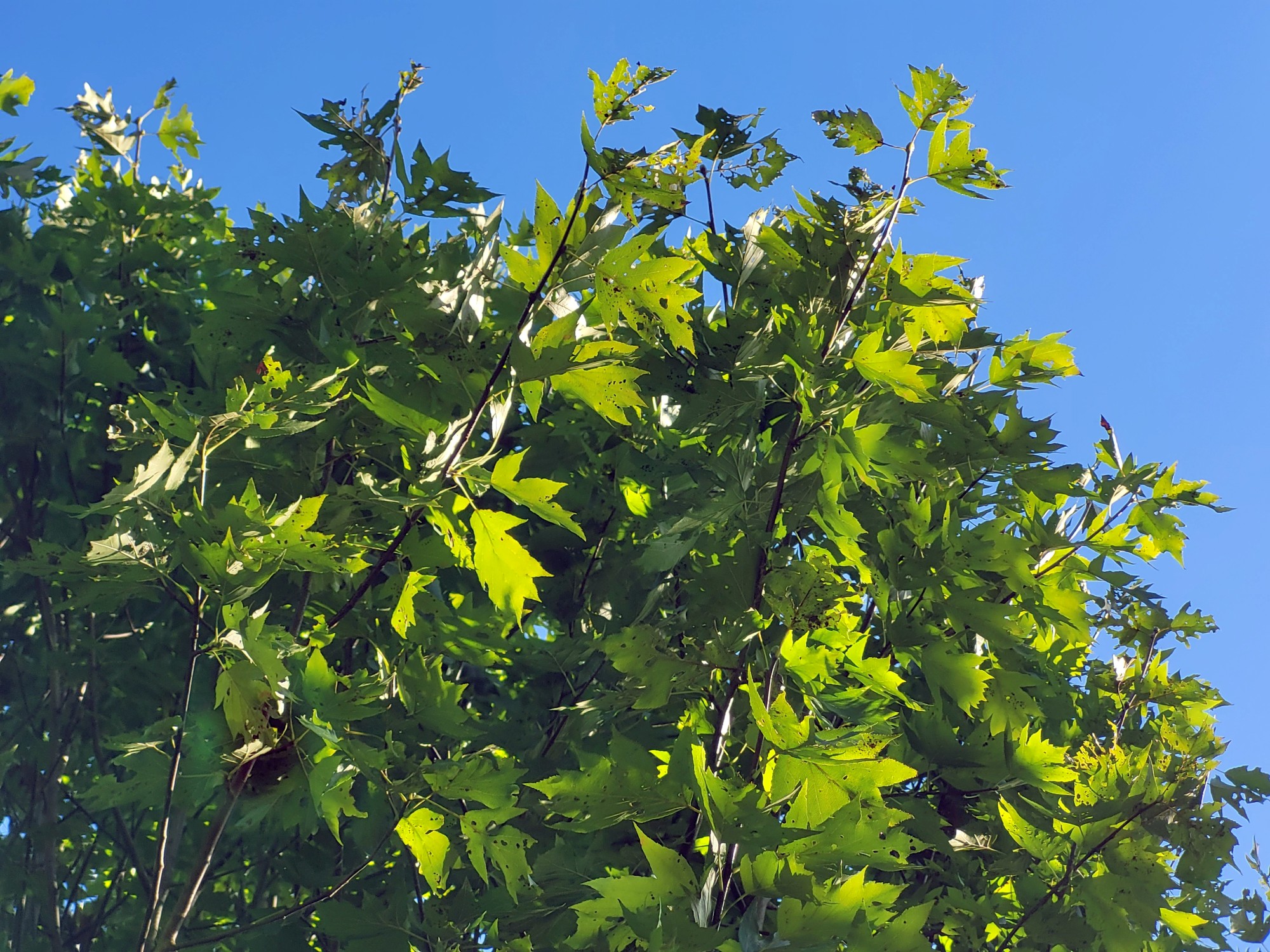 Von der Sonne beschienene, gezackte Blätter eines Baums, dahinter blauer Himmel; (c) Andrea Kamphuis