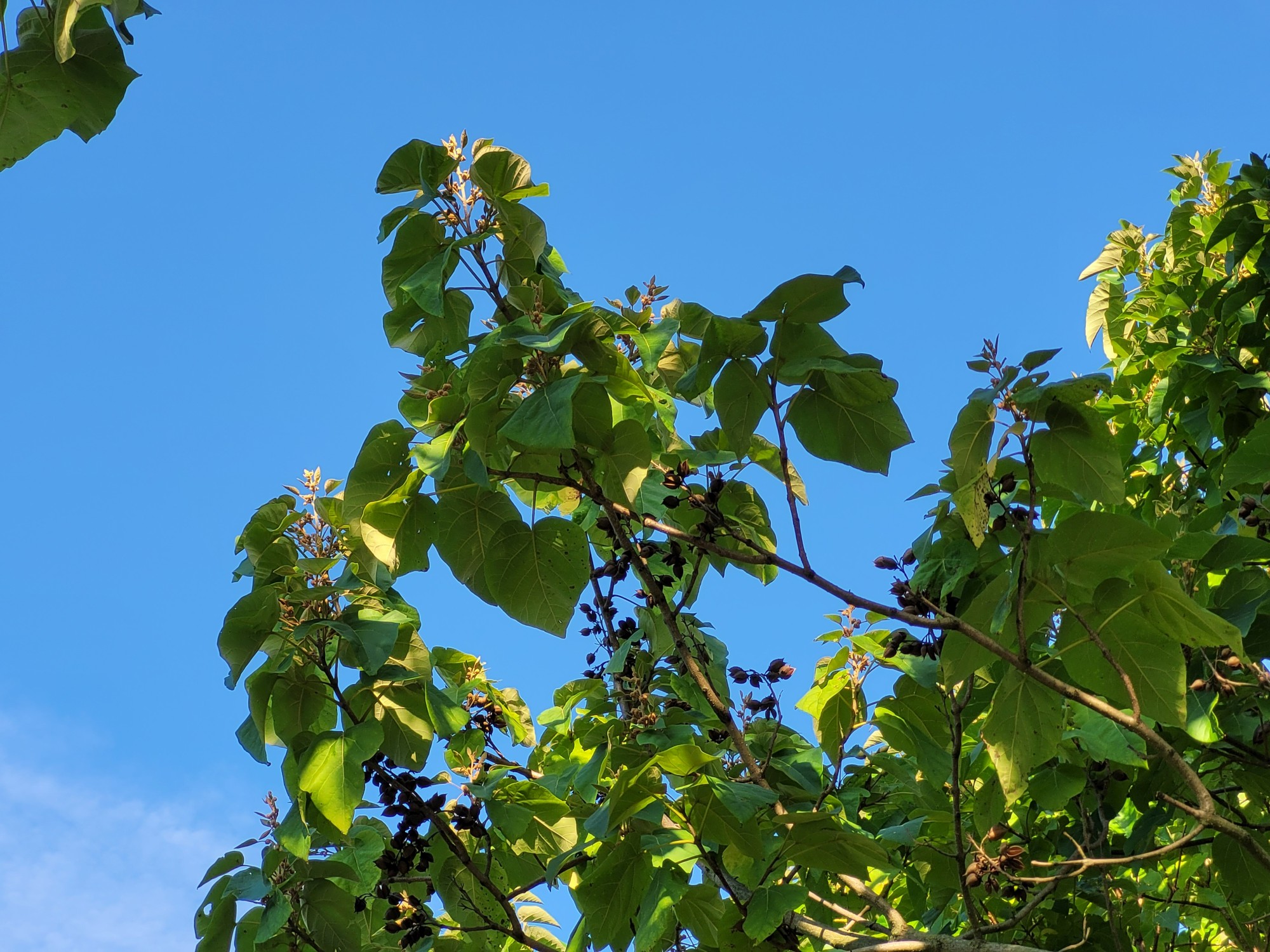 Zweige mit sehr großen herzförmigen Blättern und dunkelbraunen Samenkapseln, (c) Andrea Kamphuis
