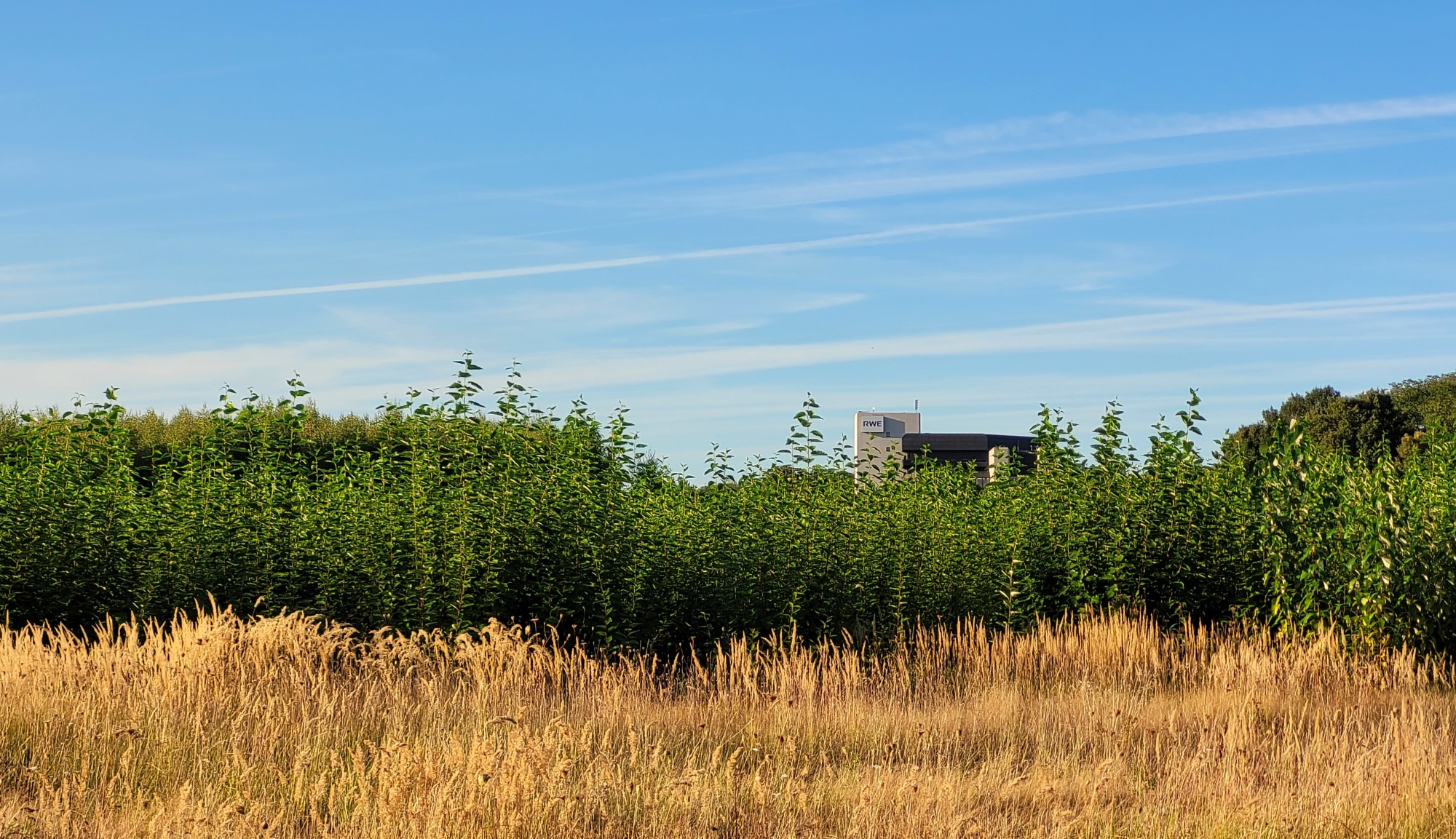 vorne gelbliches Gras, dahinter grüne Jungpappeln, ganz hinten der Sitz der RWE Power AG, (c) Andrea Kamphuis