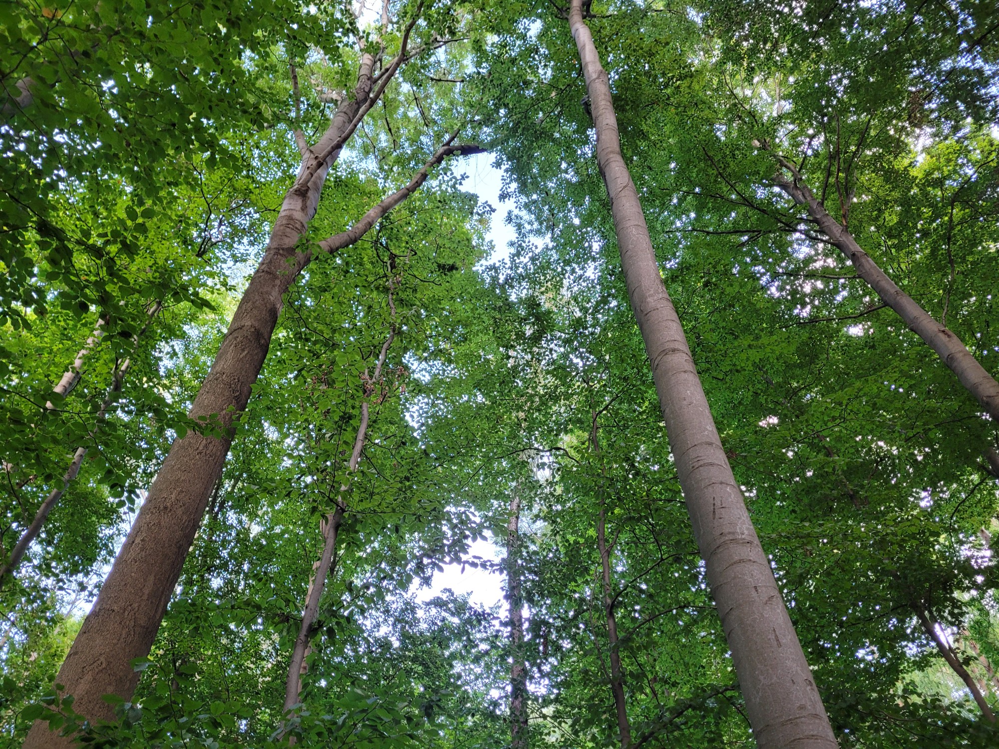 Blick in einem Wald nach schräg oben: links eine sehr hohe und dicke Esche, direkt rechts daneben eine sehr dünne Buche, rechts eine weitere, dickere Buche, (c) Andrea Kamphuis