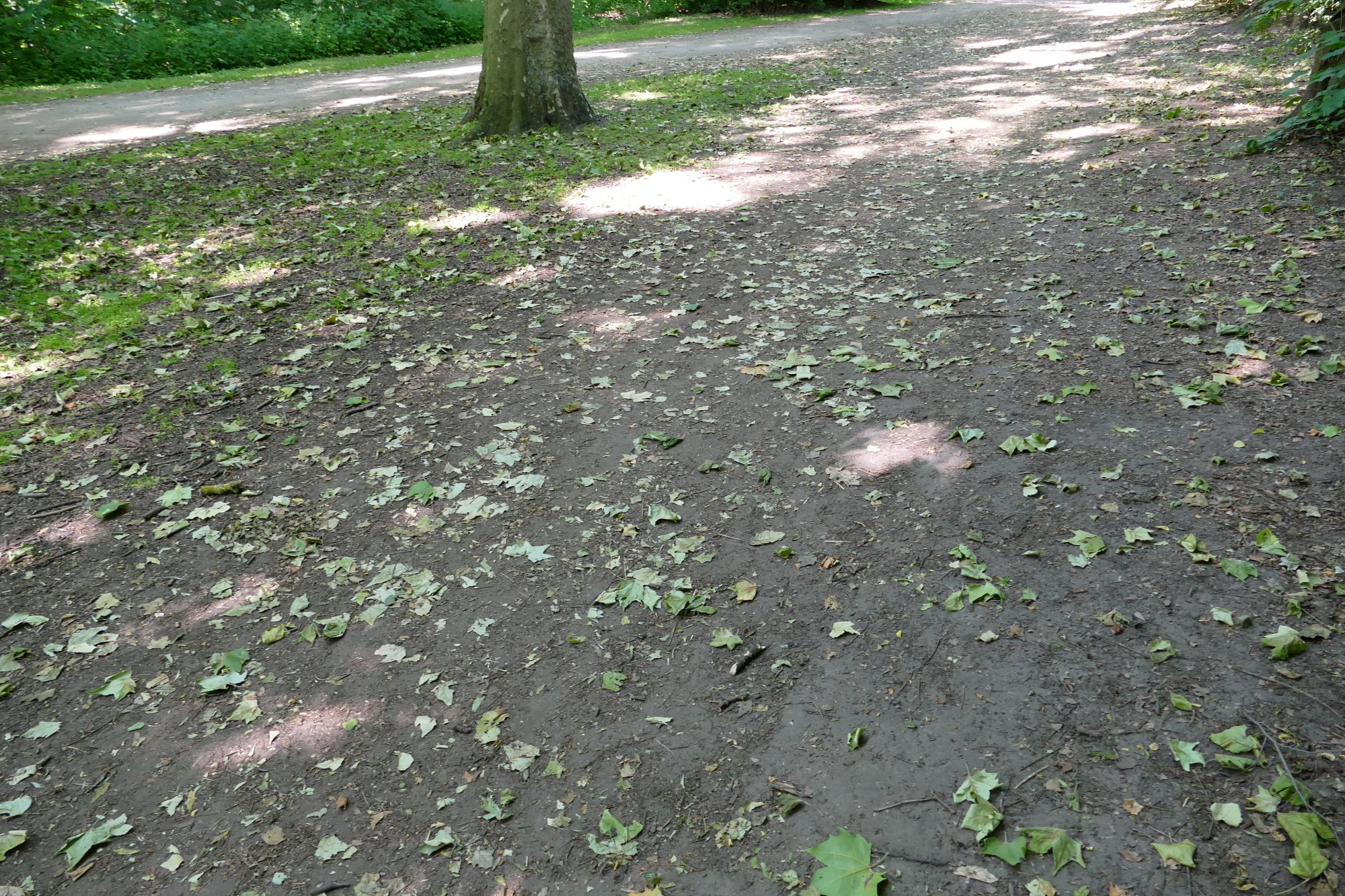 Ein Weg aus gestampfter Erde in einem Park; er ist mit ganzen und zerbröselten, teils braunen Platanenblättern übersät.
