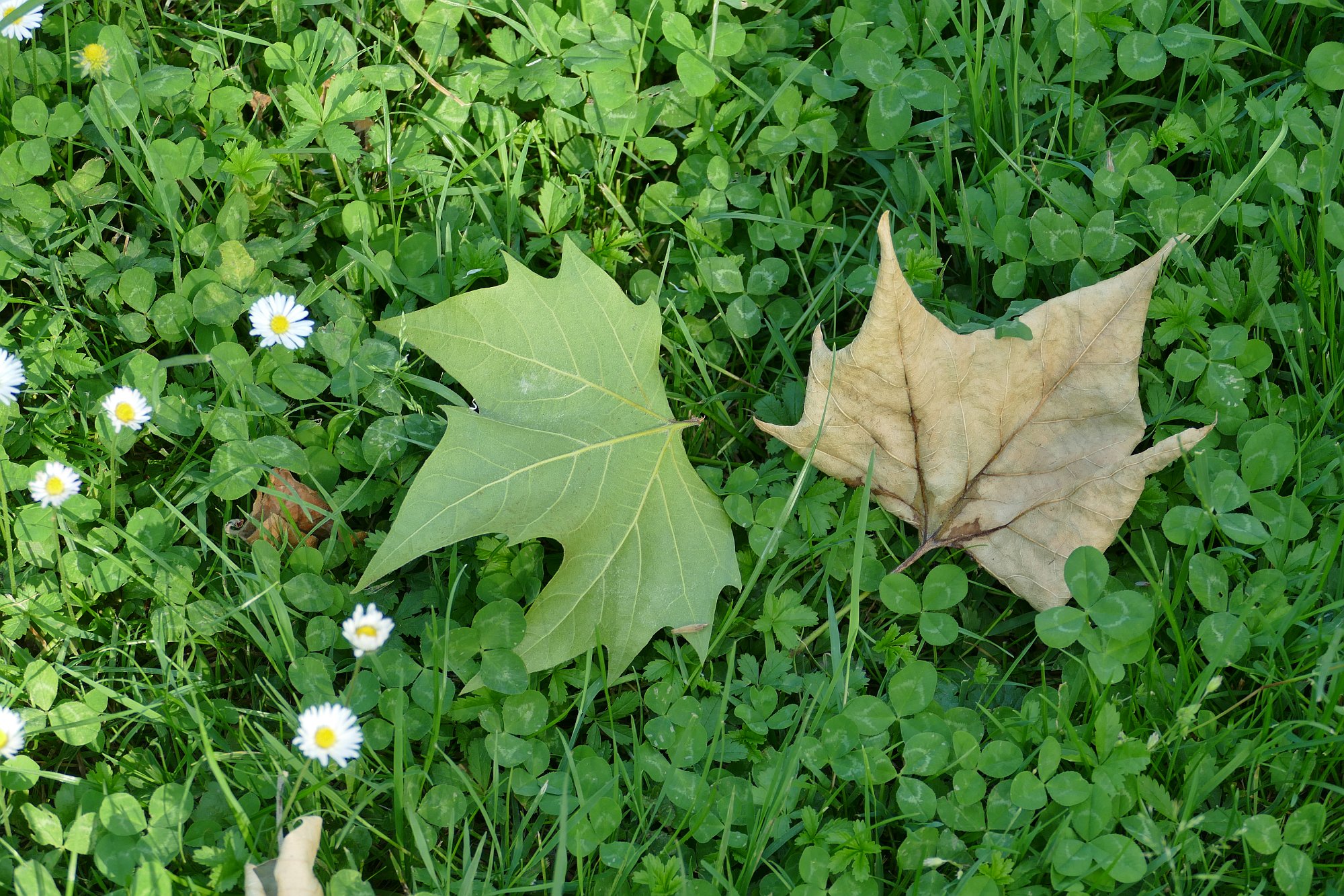 Zwei Platanenblätter auf einer Wiese mit Gänseblümchen und Klee. Eines ist grün, eines braun.