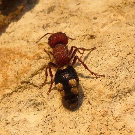 Mutilla quinquemaculata