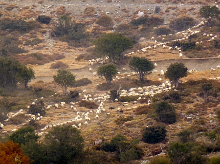 Schafe auf der Nida-Hochebende, Kreta