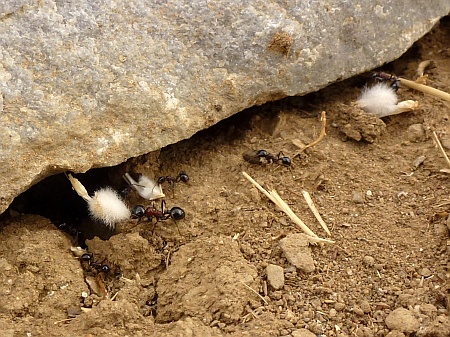 Ameisenbau unter Stein