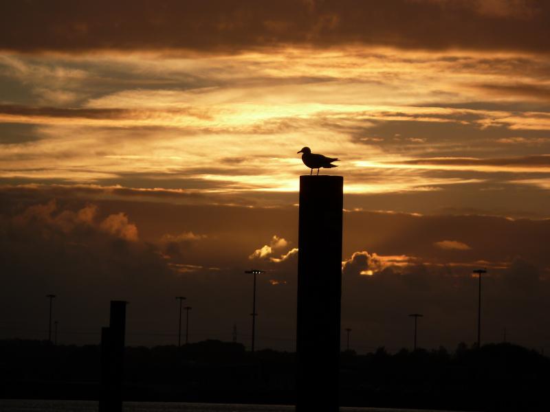 Möwe in Southampton; (c) Stephan Matthiesen