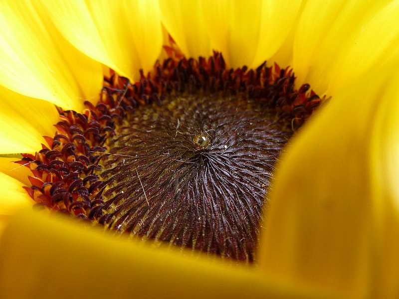 Tropfen in der Mitte einer Sonnenblume