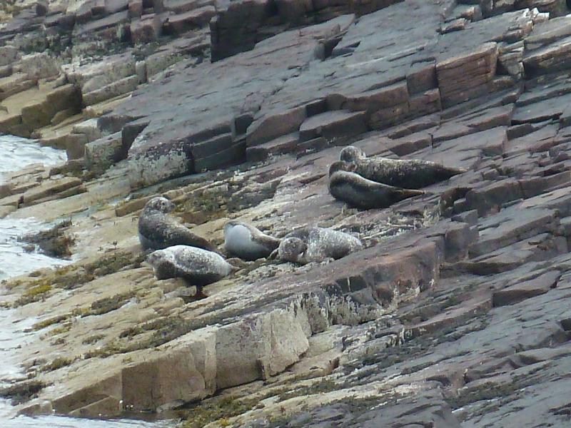 Robben in Scoraig; (c) Stephan Matthiesen