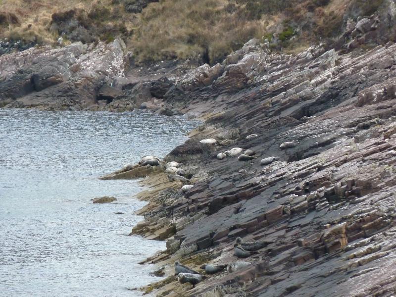 Robben in Scoraig; (c) Stephan Matthiesen