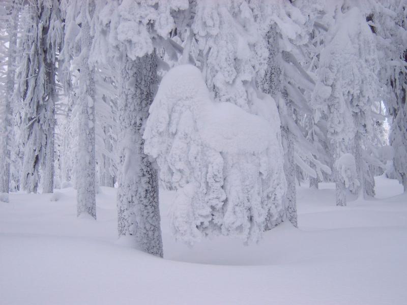 Bayerischer Wald; (c) Stephan Matthiesen