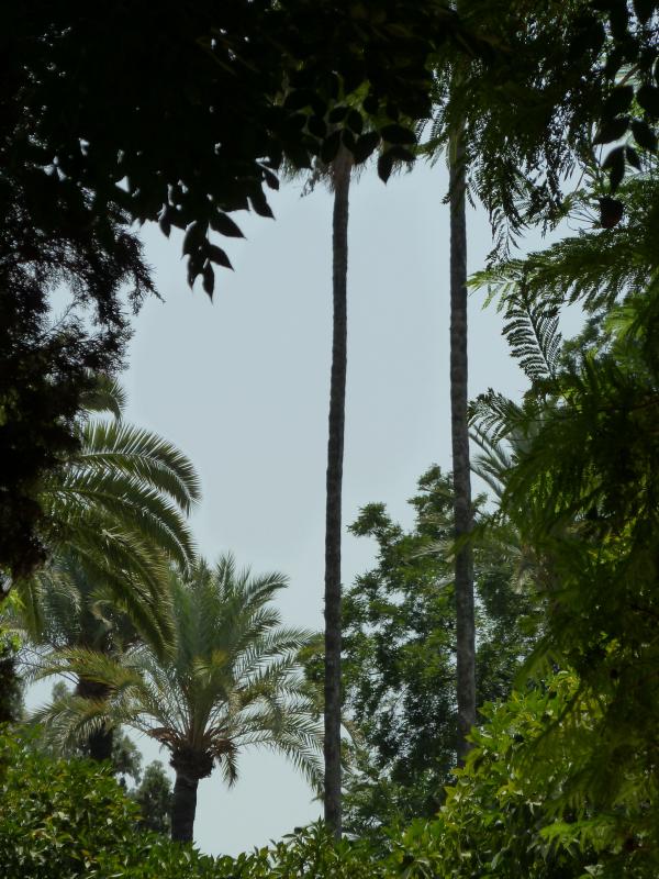 Palmen in Sevilla; (c) Stephan Matthiesen