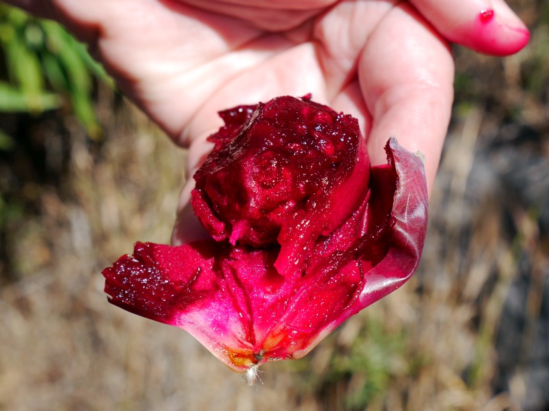 geöffnete Frucht, Foto: Andrea Kamphuis