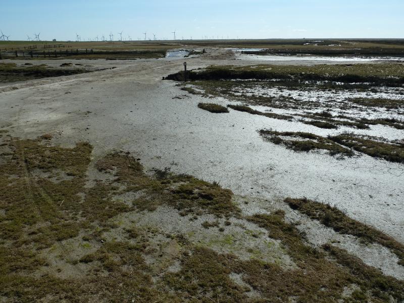 Schlick auf Hamburger Hallig; (c) Stephan Matthiesen