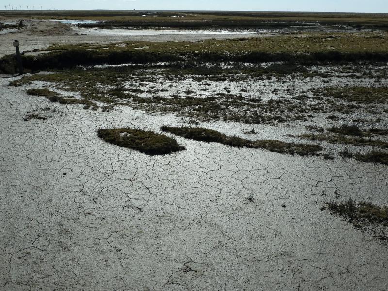 Schlick auf Hamburger Hallig; (c) Stephan Matthiesen