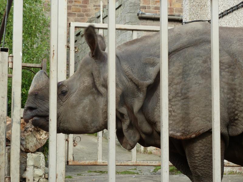 Nashorn; (c) Stephan Matthiesen 2015