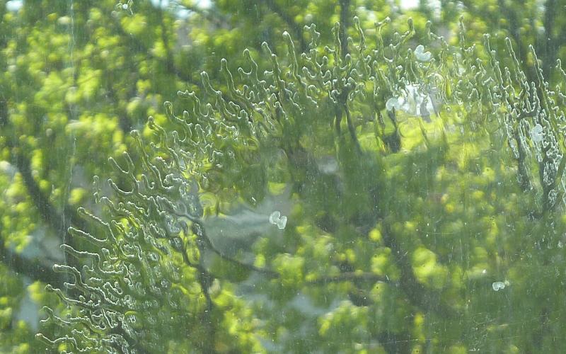 Dendriten in Verbundglasscheibe; (c) Stephan Matthiesen 2016