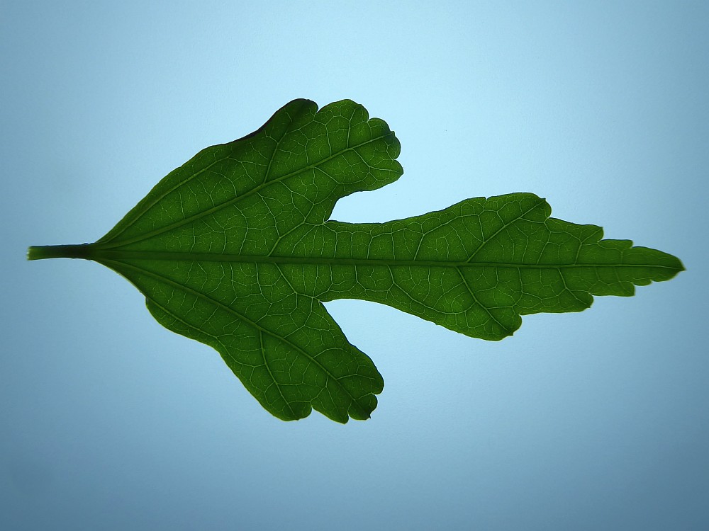 Hibiskusblatt, Andrea Kamphuis