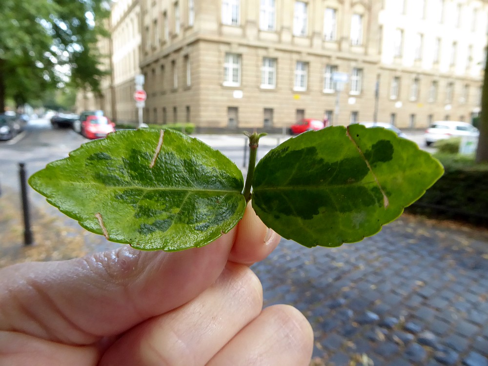 Spindelstrauch, Andrea Kamphuis