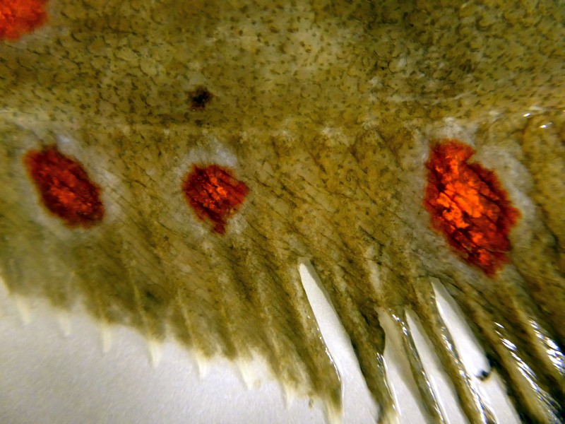 Irisierende Flecken auf Schollenflossensaum, CC BY-SA 3.0 DE Andrea Kamphuis