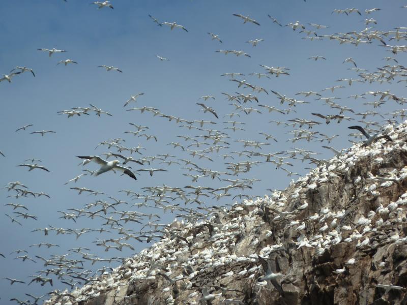 Bass Rock; (c) Stephan Matthiesen 2011