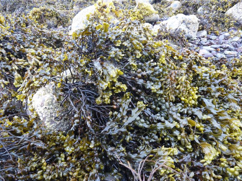 Blasentang an der Küste von Knoydart; (c) Stephan Matthiesen 2017