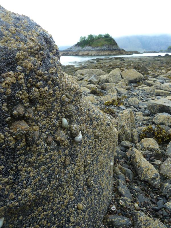 Seepocken an der Felsküste in Knoydart; (c) Stephan Matthiesen 2017