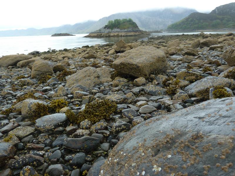 Zonierung an der Felsküste in Knoydart; (c) Stephan Matthiesen 2017