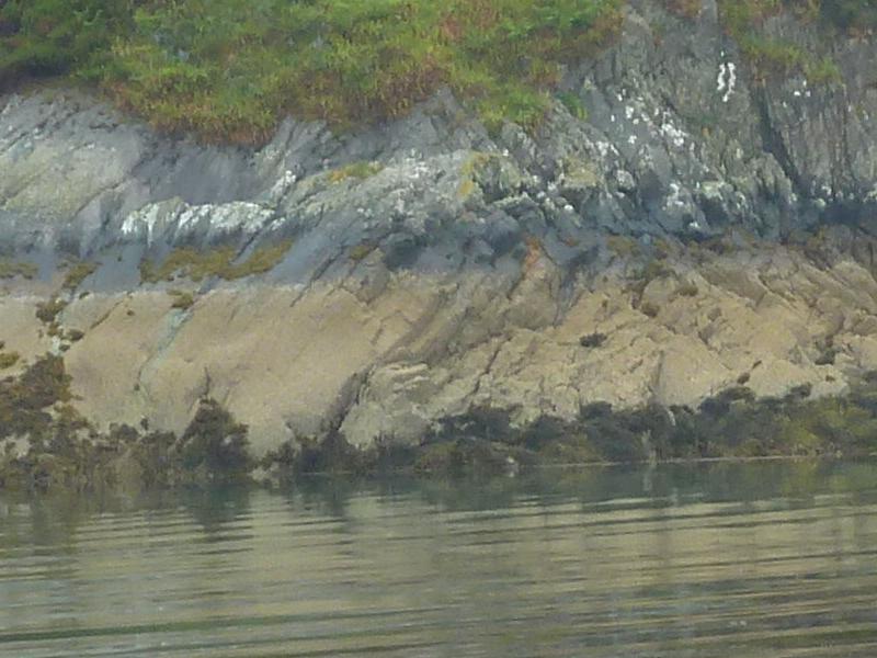 Zonierung an der Felsküste in Knoydart; (c) Stephan Matthiesen 2017