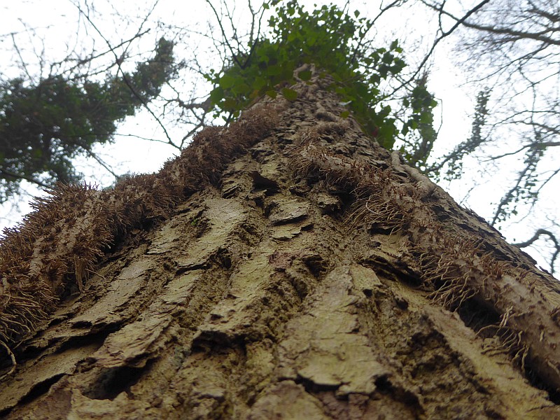 grüner Efeu auf kahlem Baum, (c) Andrea Kamphuis