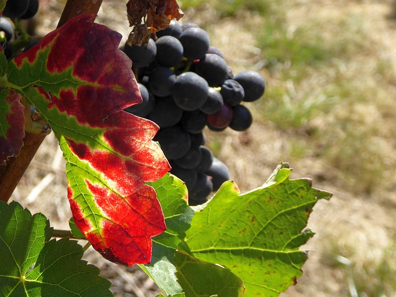 Weinlaub und -trauben, (c) Andrea Kamphuis