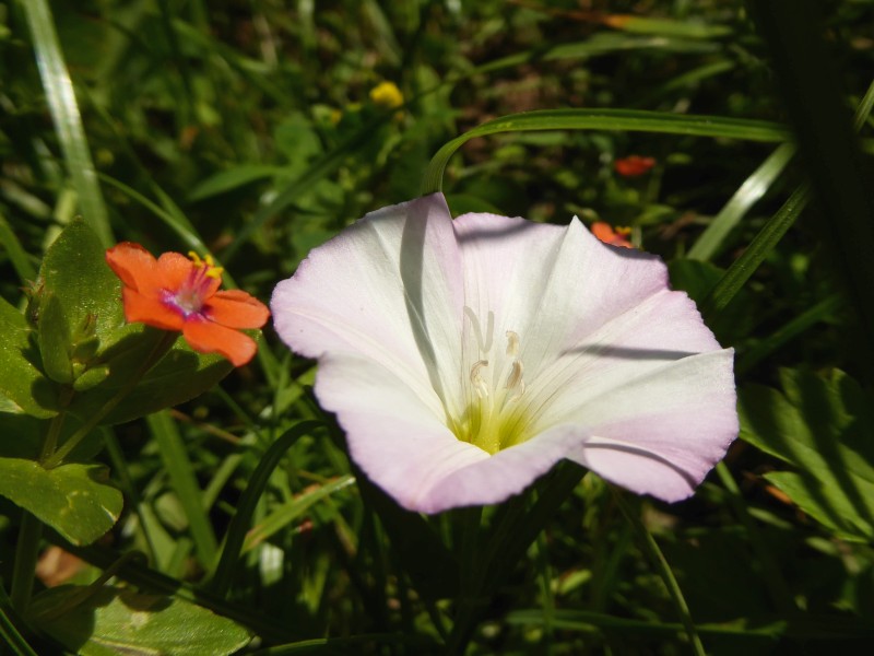 Blüten von Acker-Gauchheil und Ackerwinde, (c) Andrea Kamphuis