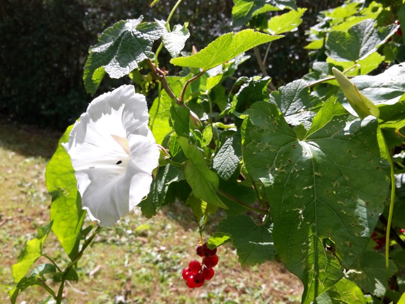 Zaunwinden-Blüte an Johannisbeere, (c) Andrea Kamphuis