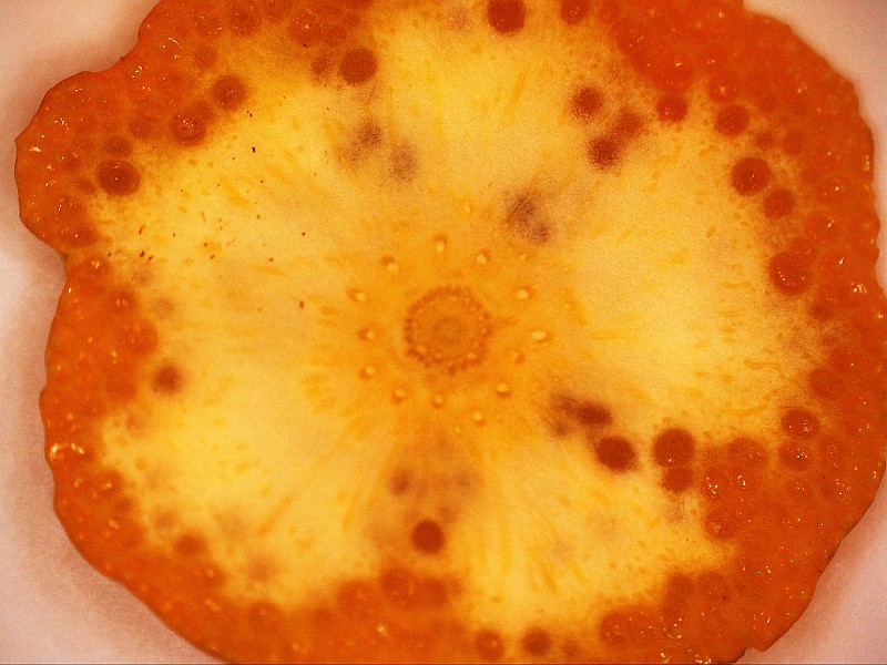 Apfelsinenschale von innen, (c) Andrea Kamphuis