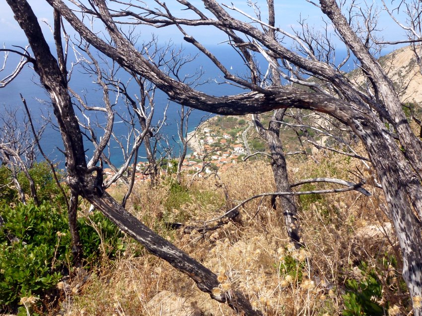 Korkeichen auf Elba; (c) Andrea Kamphuis 2018