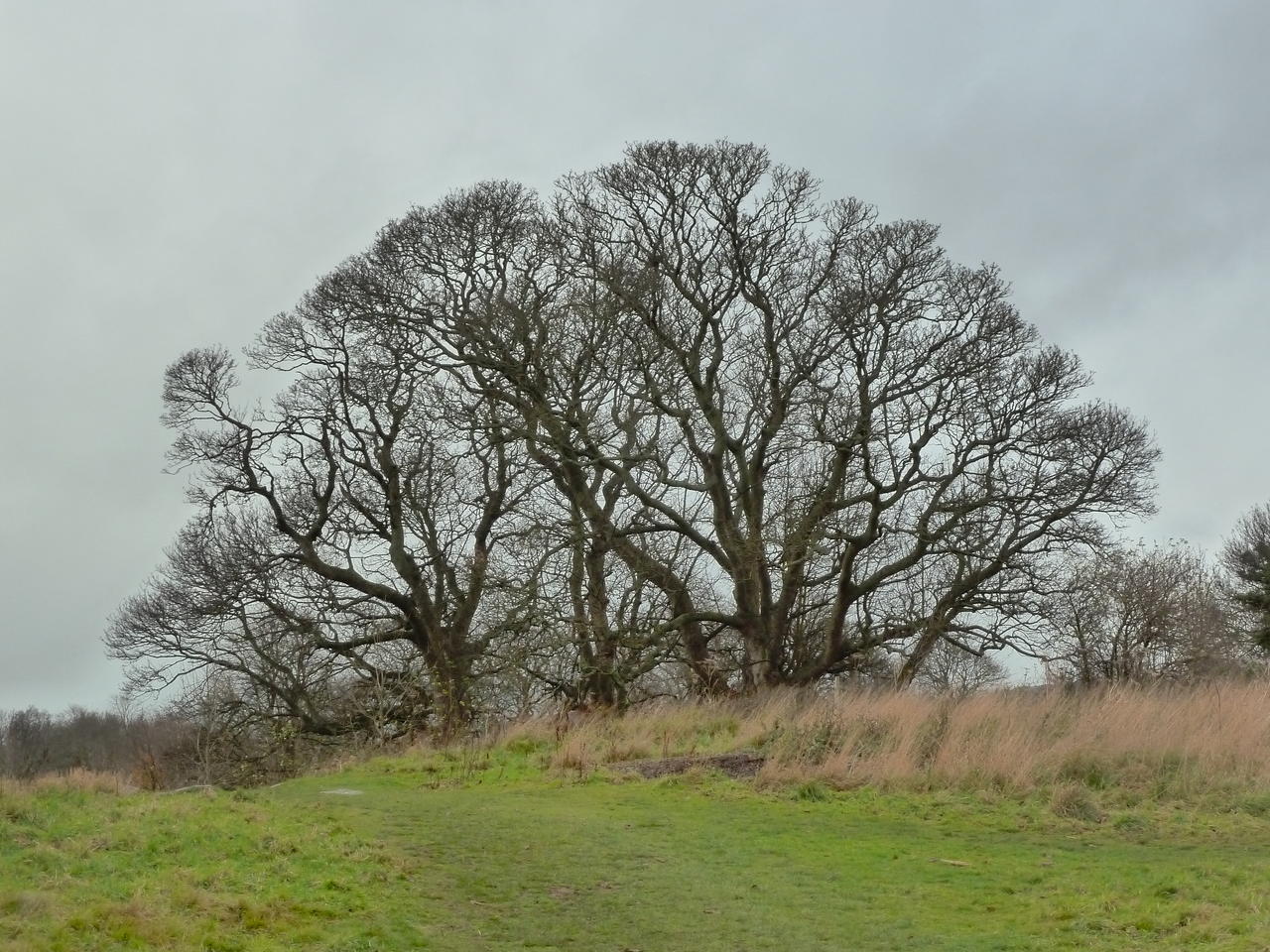 Baum; (c) Stephan Matthiesen