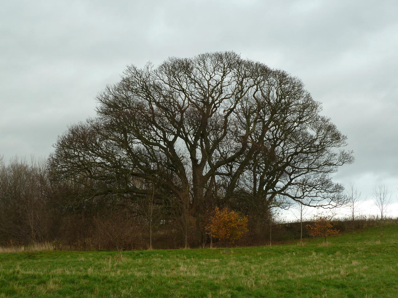 Baum; (c) Stephan Matthiesen