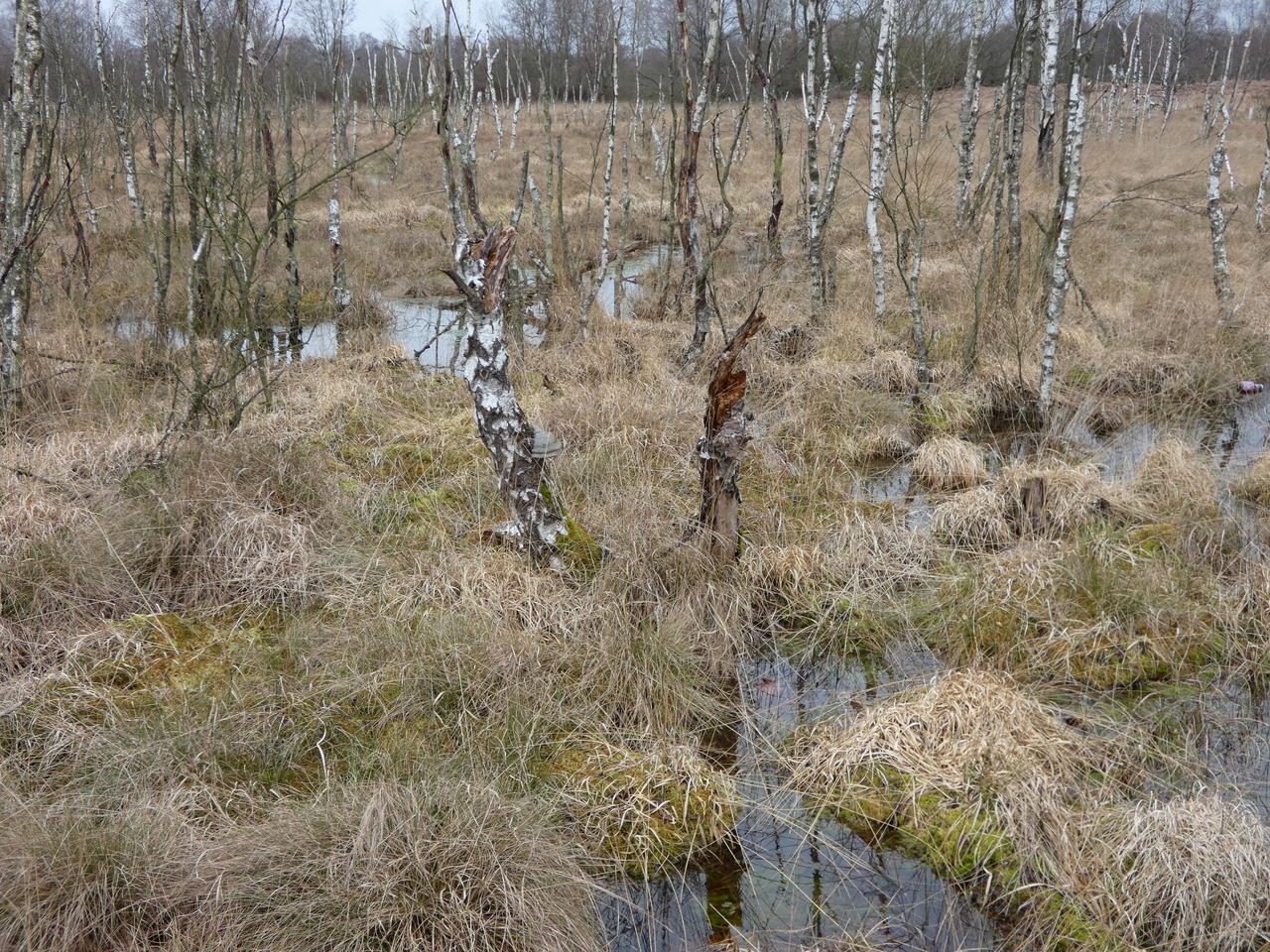 Birken im Dosenmoor; (c) Stephan Matthiesen 2019