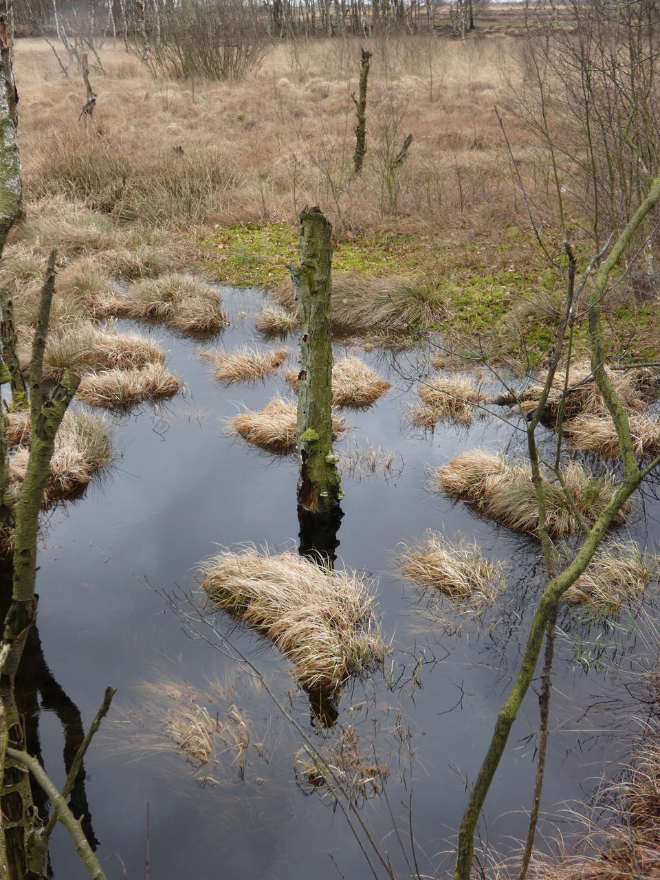 Baumstumpf im Dosenmoor; (c) Stephan Matthiesen 2019