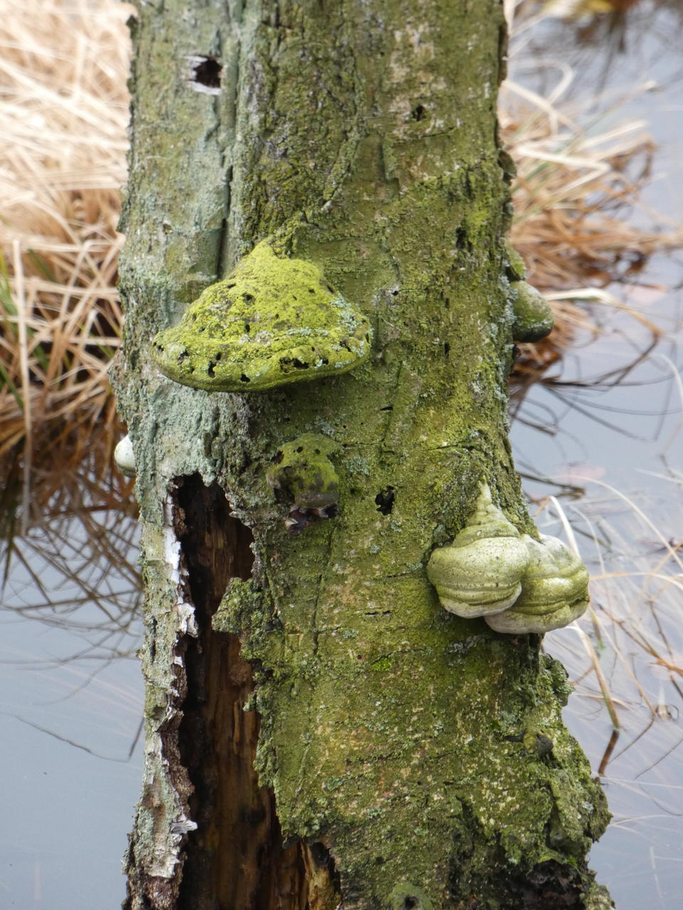 Baumstumpf im Dosenmoor; (c) Stephan Matthiesen 2019