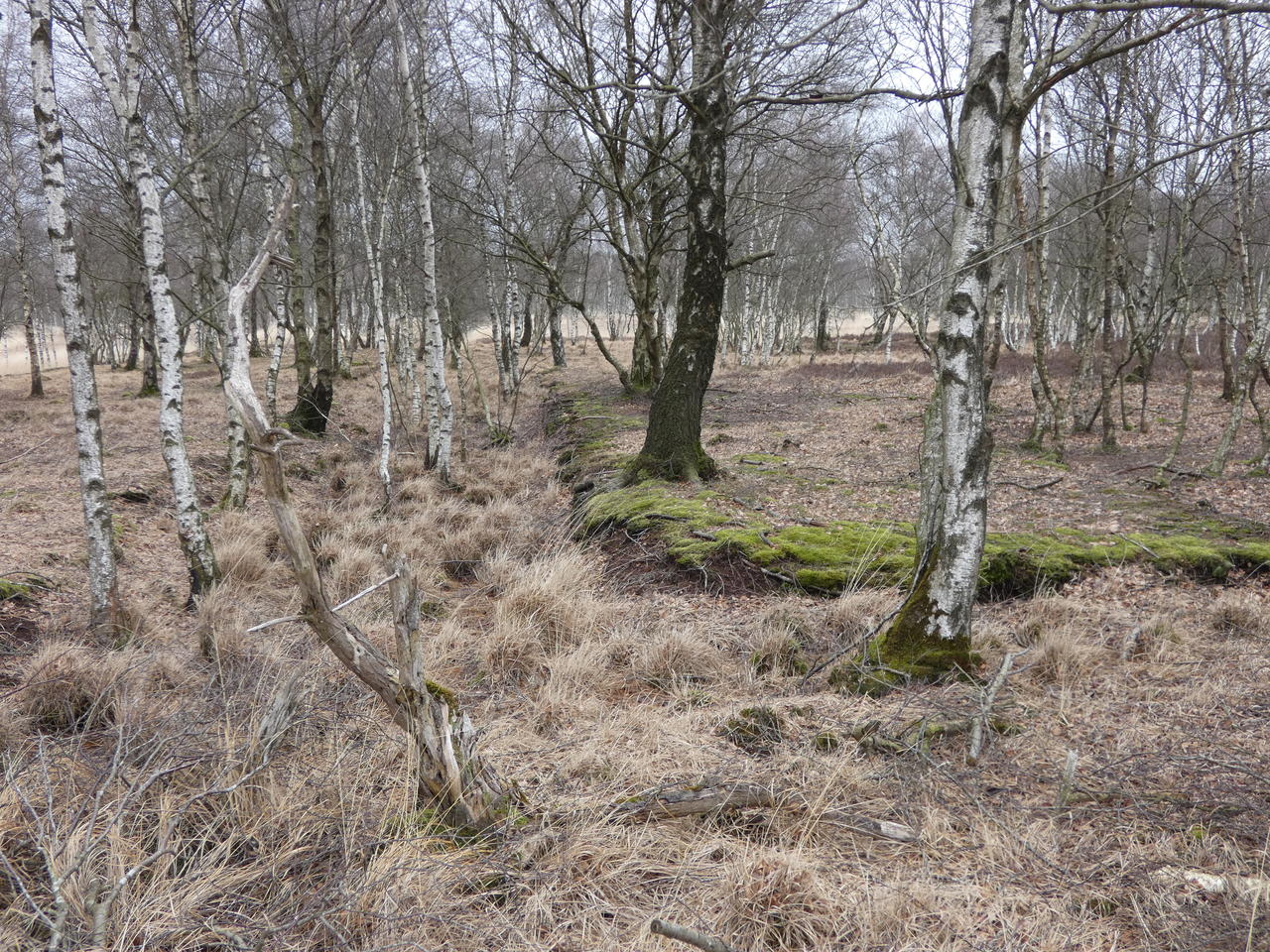 Birken im Dosenmoor; (c) Stephan Matthiesen 2019