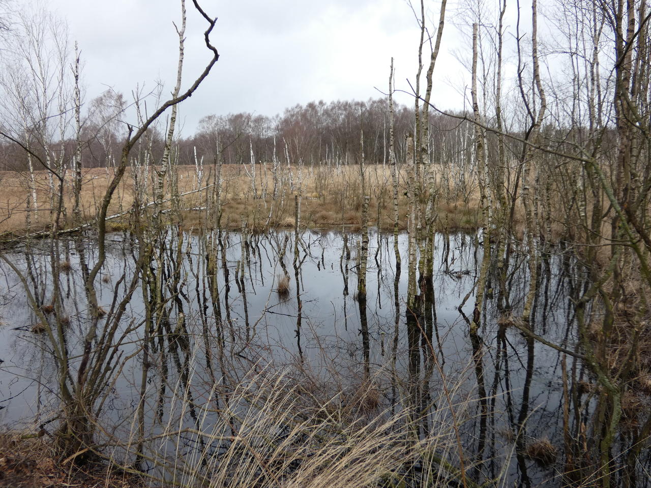 Birken im Dosenmoor; (c) Stephan Matthiesen 2019