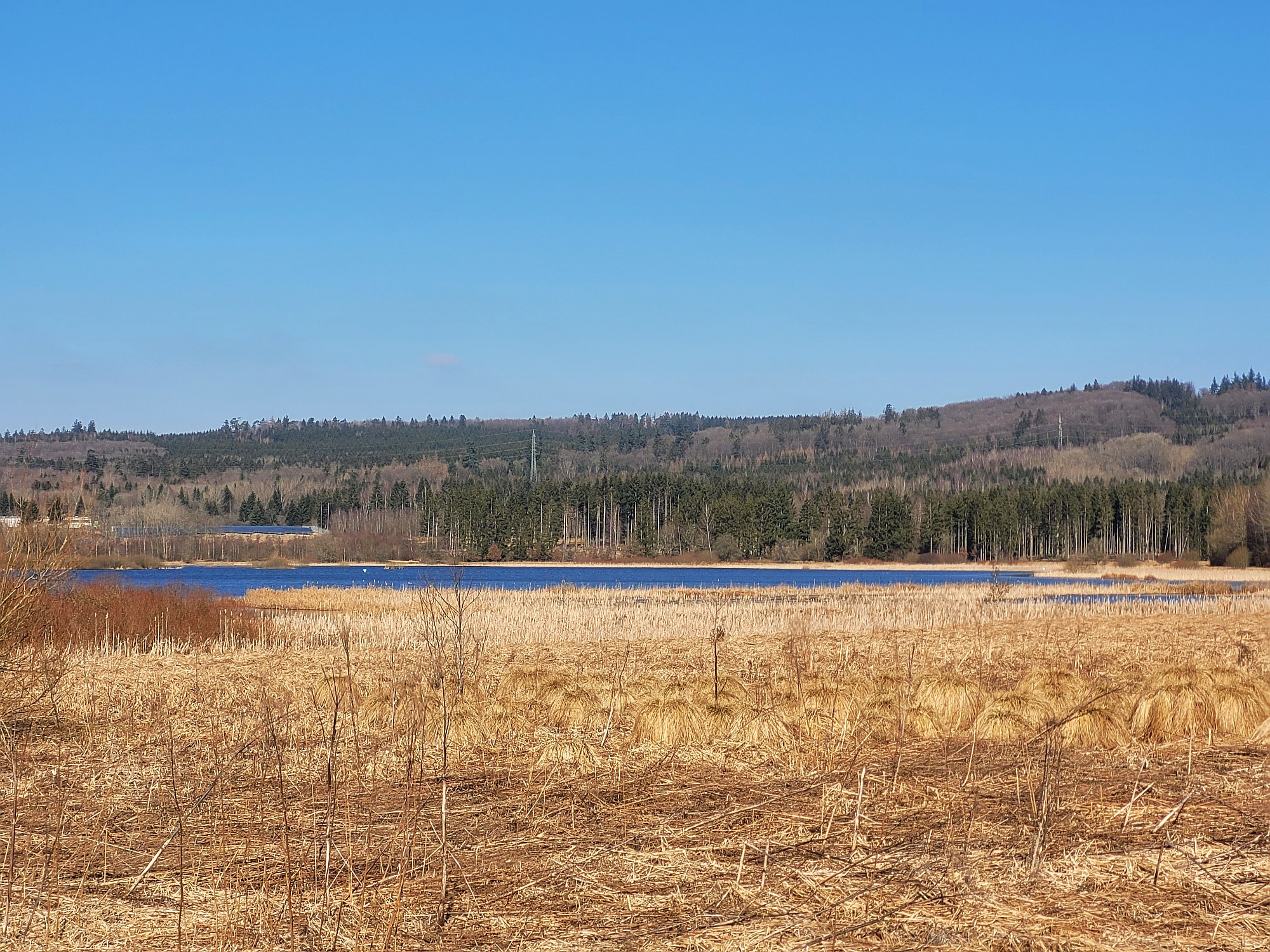 Der tiefblaue Jungferweiher bei Ulmen, davor Bultengräser und Rohrkolben