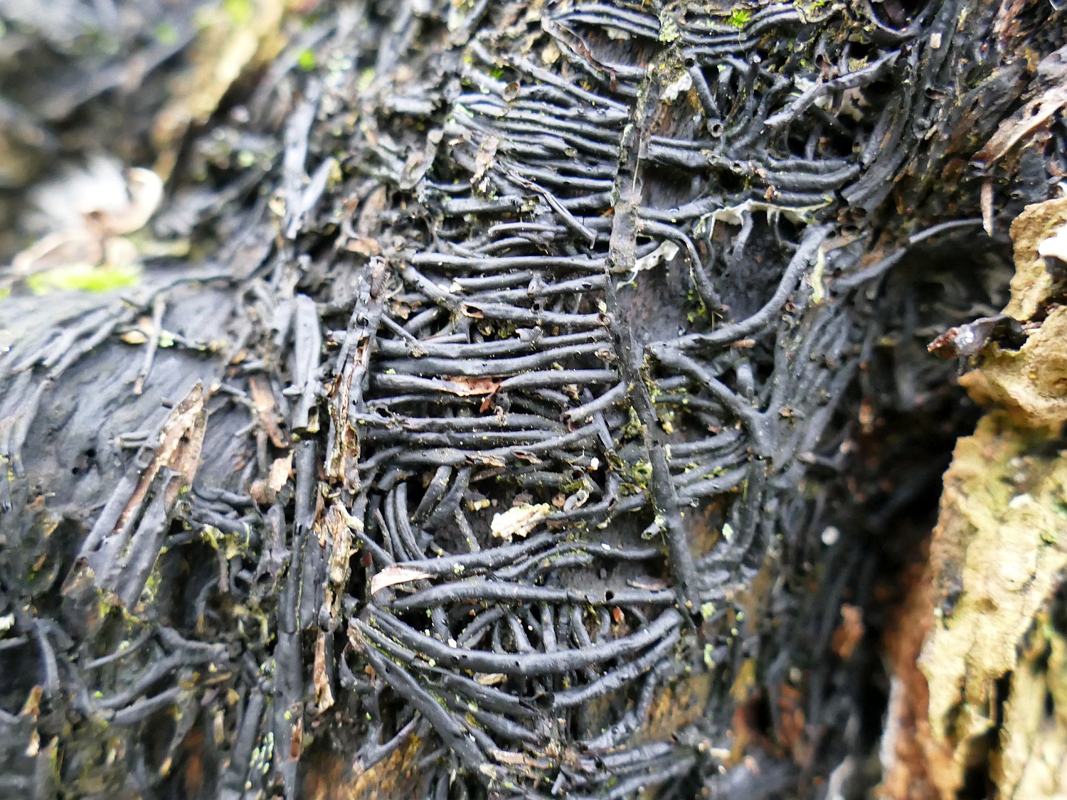 sehr dichte Rhizomorphe auf totem Holunder