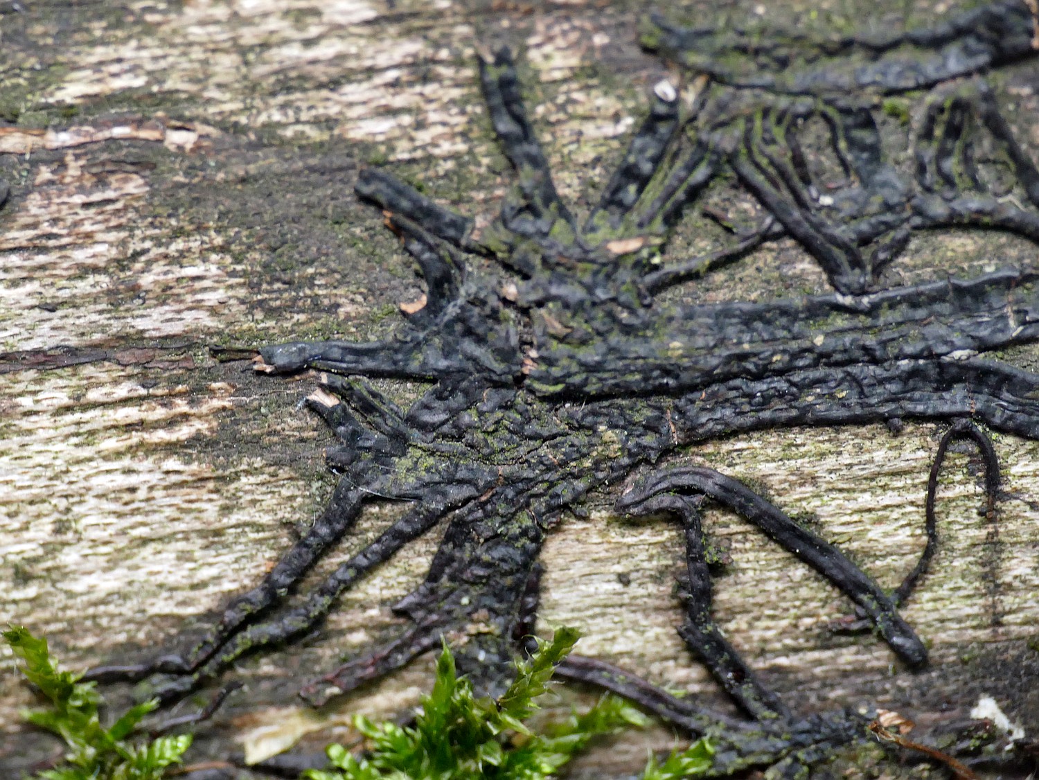 verzweigte Rhizomorphe; an abgerissenen Seitenzweigen erkennt man das helle Innere