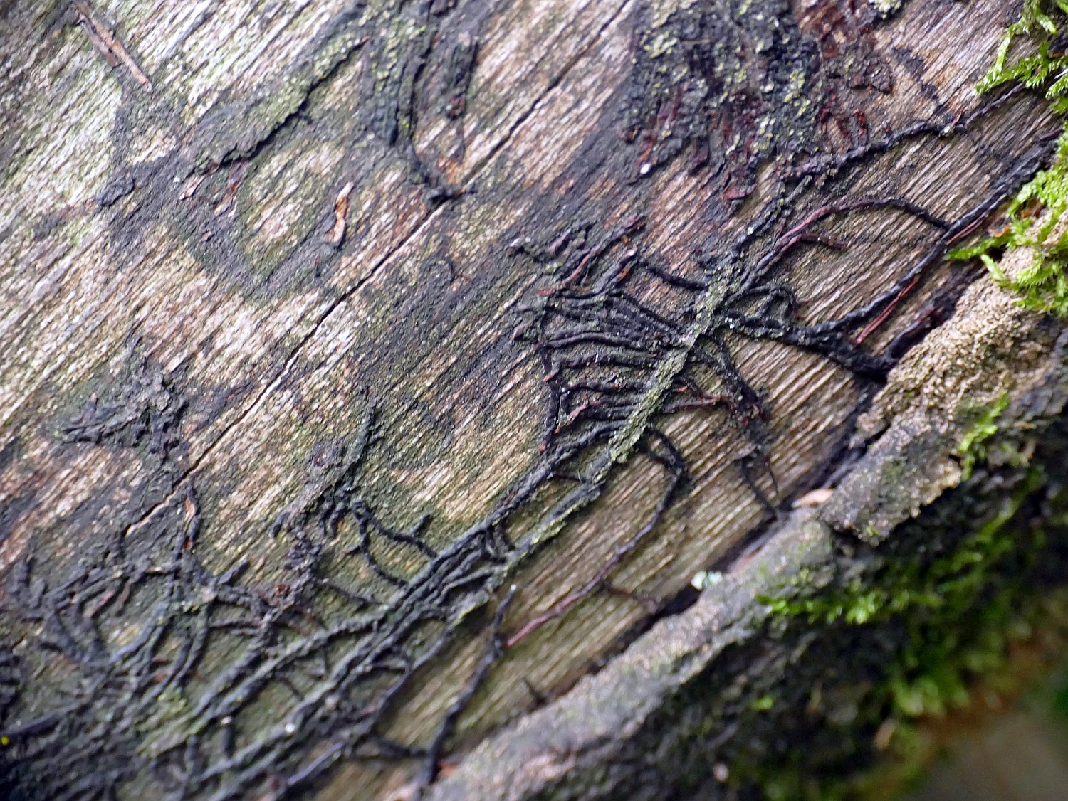 dunkle kabelartige Strukturen auf einem rindenlosen toten Baumstamm