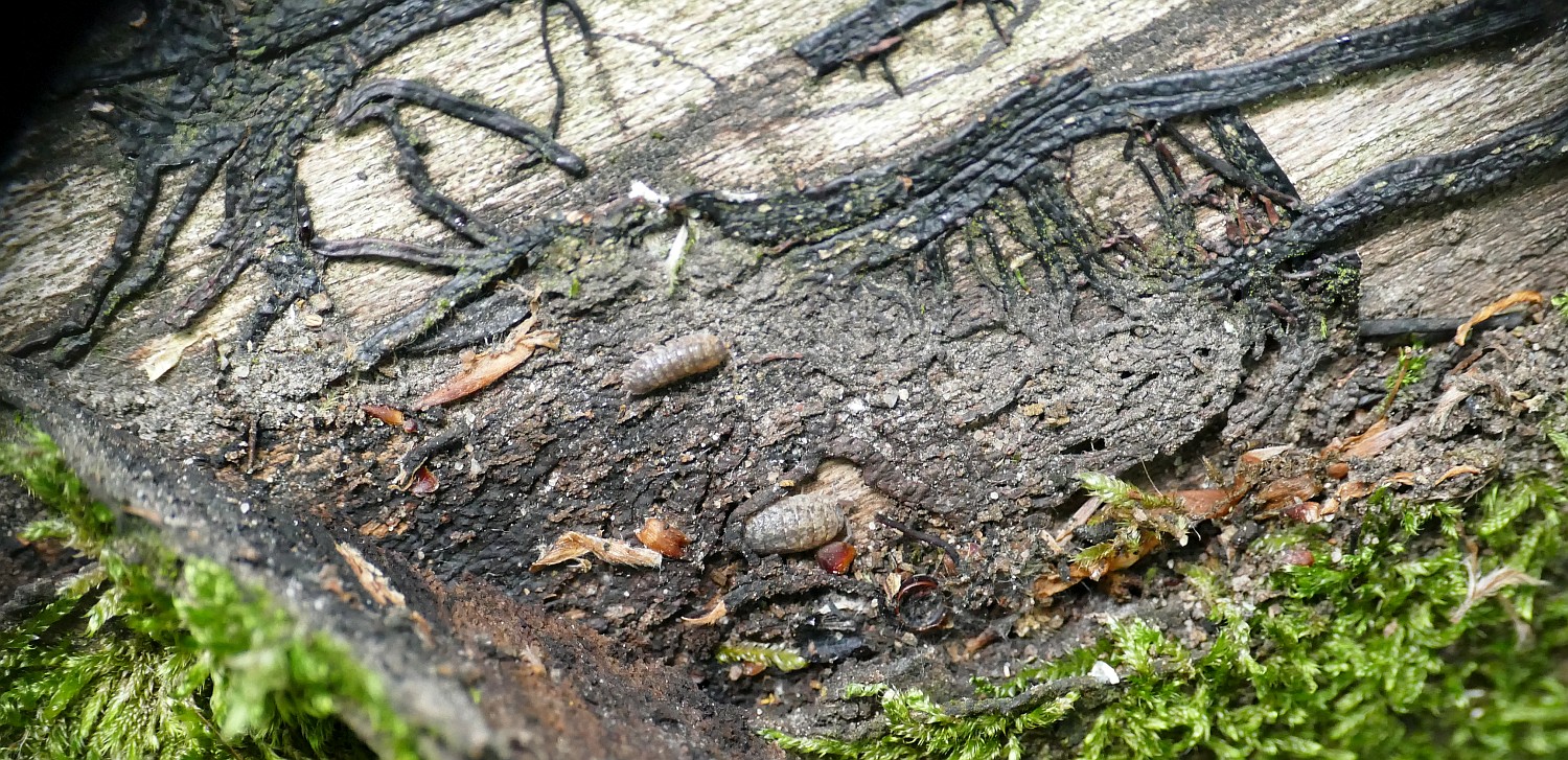 Fortsetzung der Rhizomorphe aus dem vorigen Bild unter der hochgeklappten toten Rinde; zwei Asseln sitzen zwischen den Strängen