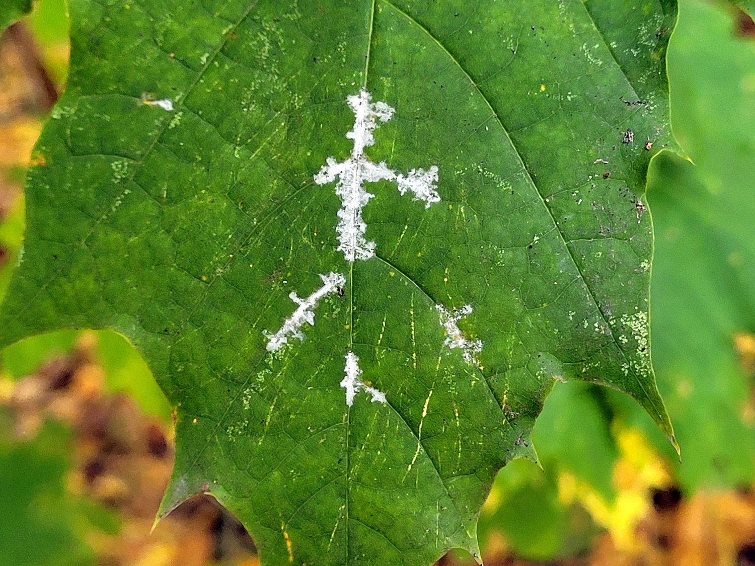 grünes Ahornblatt mit weißen Flecken auf den Hauptadern